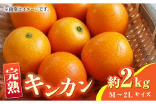 【先行予約】【数量限定】完熟 キンカン 約2kg Ｍ~2Lサイズ【くまふる】きんかん 金柑 キンカン 熊本 柑橘 フルーツ 冷蔵  [ZBG013]