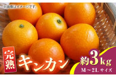 【先行予約】【数量限定】完熟 キンカン 約3kg Ｍ~2Lサイズ【くまふる】きんかん 金柑 キンカン 熊本 柑橘 フルーツ 冷蔵  [ZBG014]