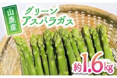 【数量限定】【先行予約】グリーン アスパラガス 約 1.6kg【中川 誠一】熊本 サラダ アスパラ   [ZDM001]