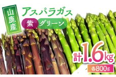 【数量限定】【先行予約】 アスパラガス 紫 800g・グリーン 800g【中川 誠一】アスパラ 2種 食べ比べ 野菜 熊本 [ZDM003]