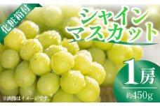 2025年10月まで発送 社方園の シャインマスカット 一房 化粧箱入り ブドウ 葡萄 おすすめ 国産 熊本県 山鹿 果物 くだもの フルーツ 人気 ランキング ブランド 贈答 ギフト 特産品 種類 産地 季節 評価 レビュー 送料無料【合同会社 社方園】[ZBZ005]