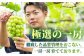 シャインマスカット 一房 化粧箱入り ブドウ 葡萄 おすすめ 国産 熊本県 山鹿市 果物 くだもの フルーツ ギフト 贈答用
