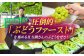 シャインマスカット 一房 化粧箱入り ブドウ 葡萄 おすすめ 国産 熊本県 山鹿市 果物 くだもの フルーツ ギフト 贈答用