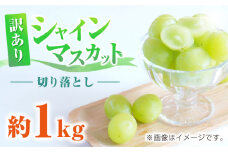 訳あり シャインマスカット 切り落とし 約1kg ブドウ 葡萄 ぶどう おすすめ 国産 熊本県 山鹿 果物 くだもの フルーツ わけあり 人気 ブランド 特産品 種類 産地 九州 食品 季節 評価 レビュー 送料無料 【合同会社 社方園】[ZBZ006]