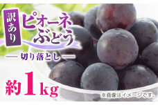 訳あり ピオーネ ぶどう 切り落とし 約1kg ブドウ 葡萄 ぶどう わけあり おすすめ 国産 熊本県 山鹿 果物 くだもの フルーツ 人気 ランキング ブランド 特産品 種類 産地 九州 食品 季節 評価 レビュー 送料無料 【合同会社 社方園】[ZBZ007]