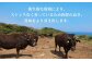 熊本県産 黒毛和牛 サーロイン ステーキ 牛肉 国産 和牛 A4ランク以上 冷凍 ロース 霜降り 高級 九州産 熊本産 山鹿市