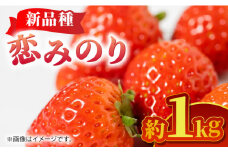 【先行予約】【数量限定】恋みのり 約1kg【くまふる】いちご 苺 イチゴ 冷蔵 くまもと 熊本 熊本県 特産品  [ZBG062]