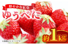 【先行予約】【数量限定】ゆうべに 約１kg【くまふる】いちご 苺 イチゴ 冷蔵 くまもと 熊本 熊本県 特産品  [ZBG063]