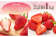 【先行予約】 ゆうべに・恋みのり 食べ比べセット 約1kg【くまふる】いちご 苺 イチゴ 冷蔵 くまもと 熊本 いちご食べ比べ いちごセット  [ZBG064]