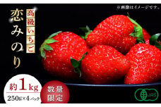 高級 いちご 恋みのり 約1000g（250g×4pc）【伊藤農園】 苺 イチゴ 熊本県 果物  [ZBB006]