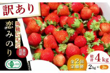【訳あり】【先行予約】【2回定期便】高級 いちご 恋みのり 約2000g【伊藤農園】 いちご 苺 熊本県 特産品 オーガニック  [ZBB014]