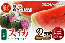 【先行予約】【数量限定】種ごと 食べられる 小玉スイカ 2玉 ピノガール 熊本県産 すいか 西瓜 スイカ 小玉 熊本県 名産 果物 フルーツ 旬 甘い シャリシャリ とれたて 新鮮 送料無料 山鹿市【とみおか農園】[ZEM003]