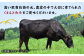 くまもと黒毛和牛 肉 ヒレ ステーキ 人気 牛肉 高級 焼肉 和牛ステーキ 国産 冷凍 アウトドア キャンプ 熊本県 山鹿市