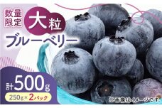 【数量限定】大粒 ブルーベリー 約500g（約250g×2pc） 【すみれファーム】果物 フルーツ くだもの 生ブルーベリー 大粒 小分け 熊本  [ZEP001]