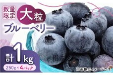 【数量限定】大粒 ブルーベリー 約1000g（約250g×4pc） 【すみれファーム】果物 フルーツ くだもの  生ブルーベリー 大粒 小分け 熊本 [ZEP002]