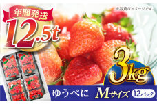いちご Mサイズ ゆうべに 3kg（12pc）【熊本ベリー】 いちご イチゴ 苺 ゆうべに 大粒いちご  [ZER009]