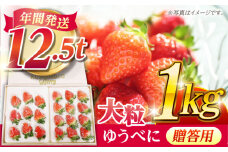 【数量限定】【贈答用】化粧箱入り 高級大粒いちご ゆうべに 1kg【熊本ベリー】フルーツ 果物 くだもの いちご イチゴ 苺 ゆうべに 大粒いちご 国産 熊本県産 九州産 高級 贈答 [ZER013]