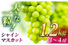 【数量限定】シャインマスカット 1.2kg(3～4房)【合同会社 社方園】マスカット ぶどう 葡萄 熊本 フルーツ 果物 [ZBZ012]