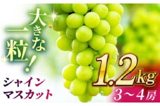 シャインマスカット 1.2kg(3～4房)【合同会社 社方園】マスカット ぶどう 葡萄 熊本 フルーツ 果物 [ZBZ012]