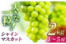 【数量限定】シャインマスカット 2kg(4～5房)【合同会社 社方園】マスカット ぶどう 葡萄 熊本 フルーツ 果物  [ZBZ013]