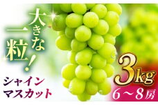 【数量限定】シャインマスカット 3kg(6～8房)【合同会社 社方園】マスカット ぶどう 葡萄 熊本 フルーツ 果物  [ZBZ014]