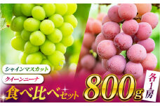 食べ比べセット 800g（シャインマスカット & クイーンニーナ 各一房）【合同会社 社方園】ぶどう 葡萄 熊本 フルーツ 果物  [ZBZ018]