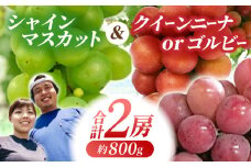 【先行予約】大人気白赤セット シャインマスカット ゴルビーorクイーンニーナ 計2房（800g）【合同会社 光農園(松尾果樹園)】葡萄 ぶどう 果物 マスカット くだもの [ZCR005]
