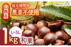 【数量限定】【先行予約】 和栗 約1kg L～3L 【すみれファーム】 [ZEP057]