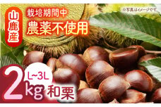 【数量限定】【先行予約】 和栗 約2kg（約1kg×2袋） L～3L 【すみれファーム】 [ZEP058]