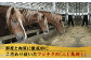 馬刺し 熊本 熊本肥育 赤身 霜降り メン 三角バラ ヒレ ユッケ 食べ比べ セット 馬肉 ヘルシー 専用タレ 小分け 山鹿市