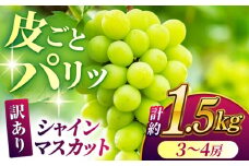 【数量限定】【訳あり】シャインマスカット 約1.5kg(3～4房)【合同会社 社方園】 [ZBZ030]