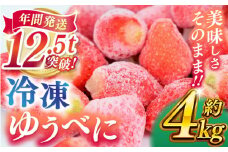 冷凍 いちご ゆうべに 約4kg【熊本ベリー】 [ZER015]