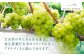 菊鹿シャルドネ白 辛口 ギフト ワイン 白ワイン 菊鹿ワイン 菊鹿ワイナリー お酒 辛口 国産 日本 熊本県 山鹿市