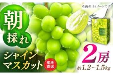 【先行予約】シャインマスカット 2房（約1.2〜1.5kg）【城 果樹園】ぶどう マスカット ますかっと フルーツ 果物 熊本県産 山鹿市産 先行予約 [ZFD001]