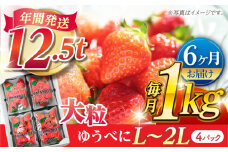 【先行予約】【6回定期便】大粒いちご L〜2L ゆうべに 1kg（4pc）【熊本ベリー】 [ZER016]