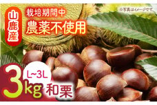 【数量限定】【先行予約】 和栗 約3kg（約1kg×3袋） L〜3L 【すみれファーム】 [ZEP063]