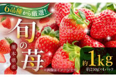 【数量限定】熊本県産いちご 約１kg（250g×4pc）【日本フルーツ株式会社】 [ZFJ009]