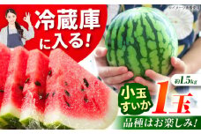 【先行予約】【数量限定】小玉スイカ 3L以上　1玉入り 約1.5kg 【日本フルーツ株式会社】 [ZFJ011]