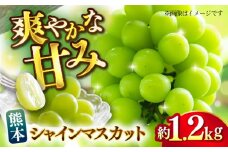 【先行予約】【数量限定】シャインマスカット 約1.2kg【日本フルーツ株式会社】 [ZFJ019]