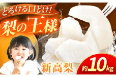 【先行予約】【数量限定】新高梨　約10kg 【日本フルーツ株式会社】 [ZFJ018]