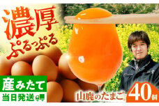 たまご 40個 約2.5kg【マツヤマエッグファーム】 [ZAW004]