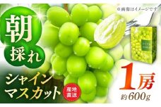 【先行予約】シャインマスカット 1房（約600g）【城 果樹園】 [ZFD002]