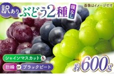 【訳あり】こば農園 種なし ぶどう 2種食べ比べセット 約600g （ シャインマスカット & 巨峰 or ブラックビート）【合同会社 こば農園】 [ZFO004]