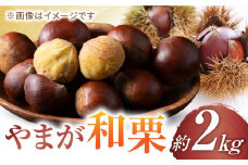 【先行予約】やまが和栗 利平 約2kg【鹿本農業協同組合】 [ZAG003]