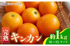 【先行予約】完熟 キンカン 約1kg 【くまふる】 [ZBG079]