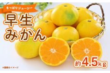 早生みかん　約4.5kg 【くまふる】 [ZBG082]