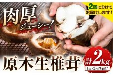 椎茸 しいたけ 【定期便2回】肉厚 原木生椎茸 計2kg 合同会社 原田山業 《3月上旬-11月末頃出荷》熊本県 菊池市 椎茸 しいたけ きのこ 肉厚 原木生椎茸 ジューシー 鍋 天ぷら 秋 と 春 の 定期便