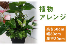 植物 アレンジ (bringgreen) 室内 観葉 植物 st-p