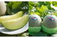 【2回定期便】つるたファームから旬のお届け便 Green(自然栽培米 5kg・肥後グリーンメロン 2玉)