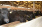 熊本県産A5等級和王 柔らか赤身焼肉 約600g(約300×2パック)タレ1本付き